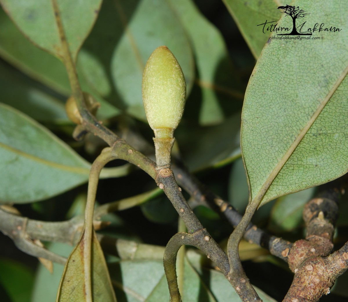 Magnolia nilagirica (Zenker) Figlar